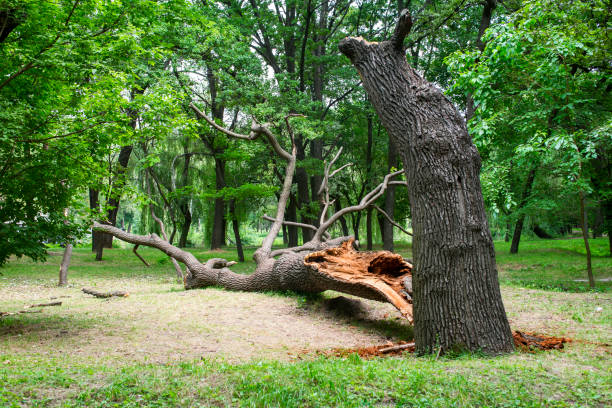 How Our Tree Care Process Works  in  Hollywood, FL